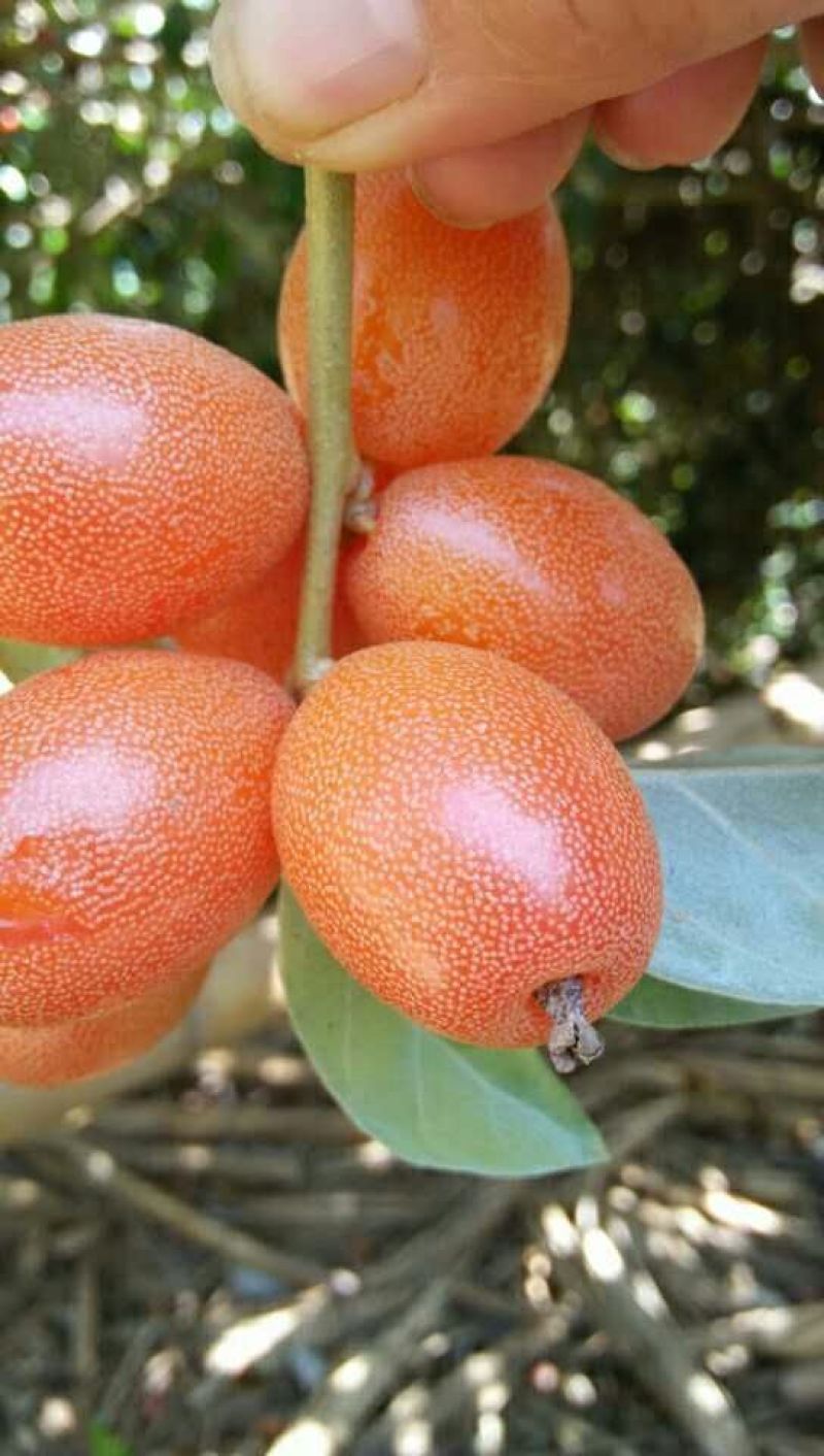 羊奶果苗
