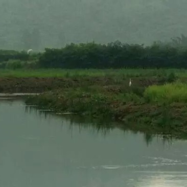 生态甲鱼2.5~3斤