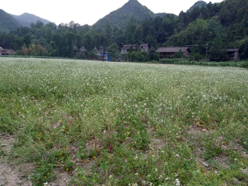 莱菔子