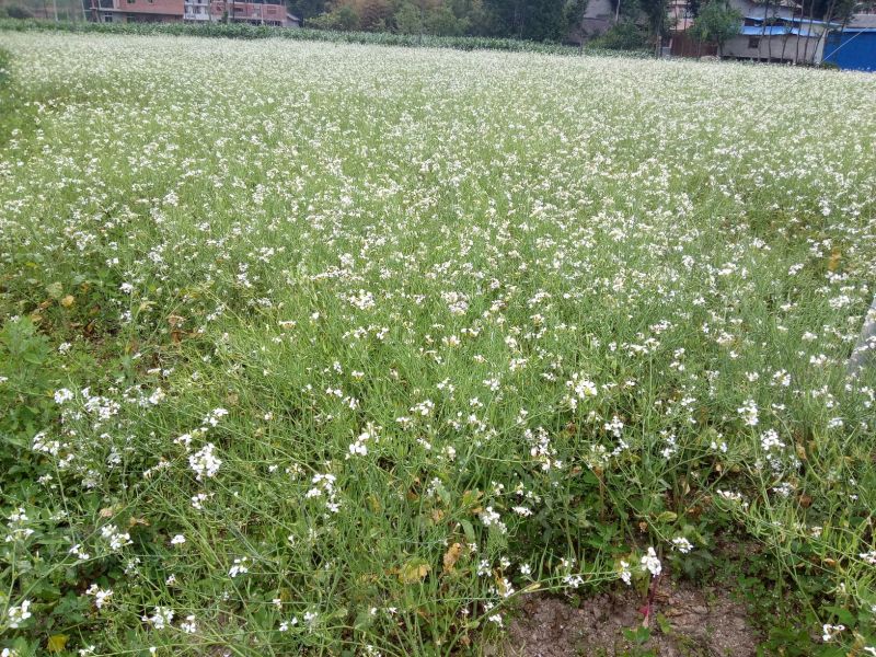 莱菔子