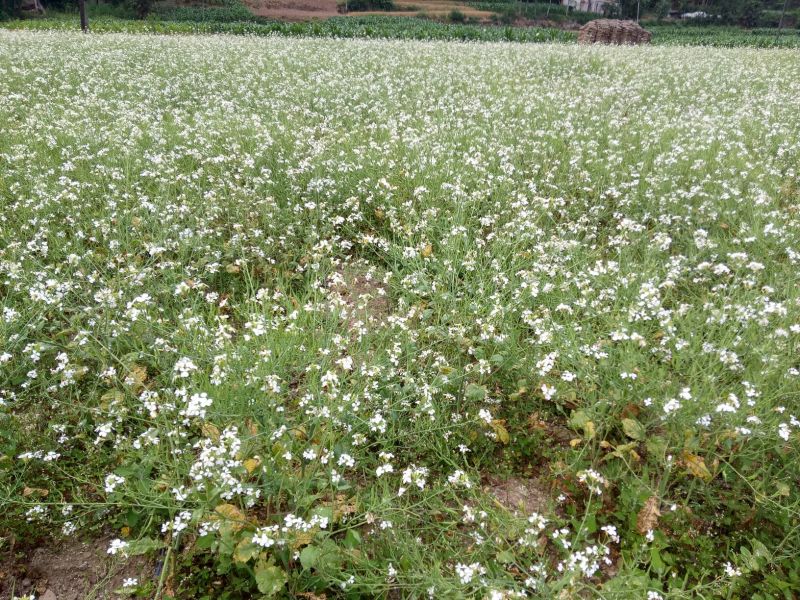 莱菔子