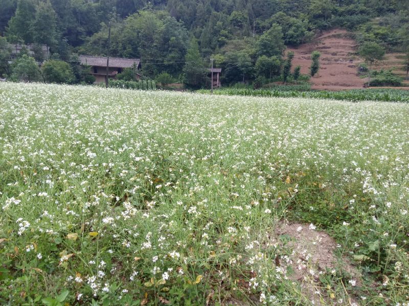 莱菔子