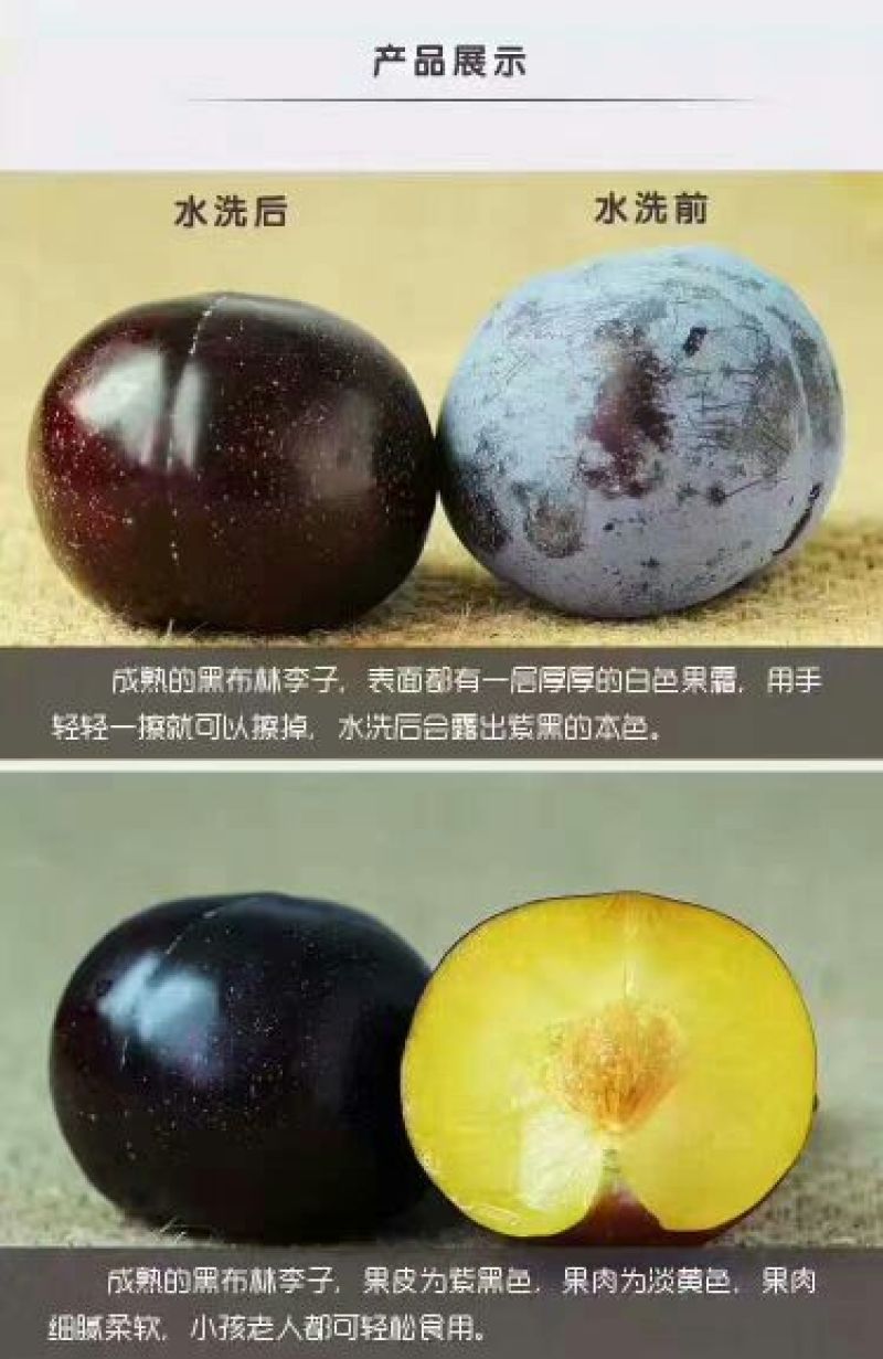 黑巨力李子55m