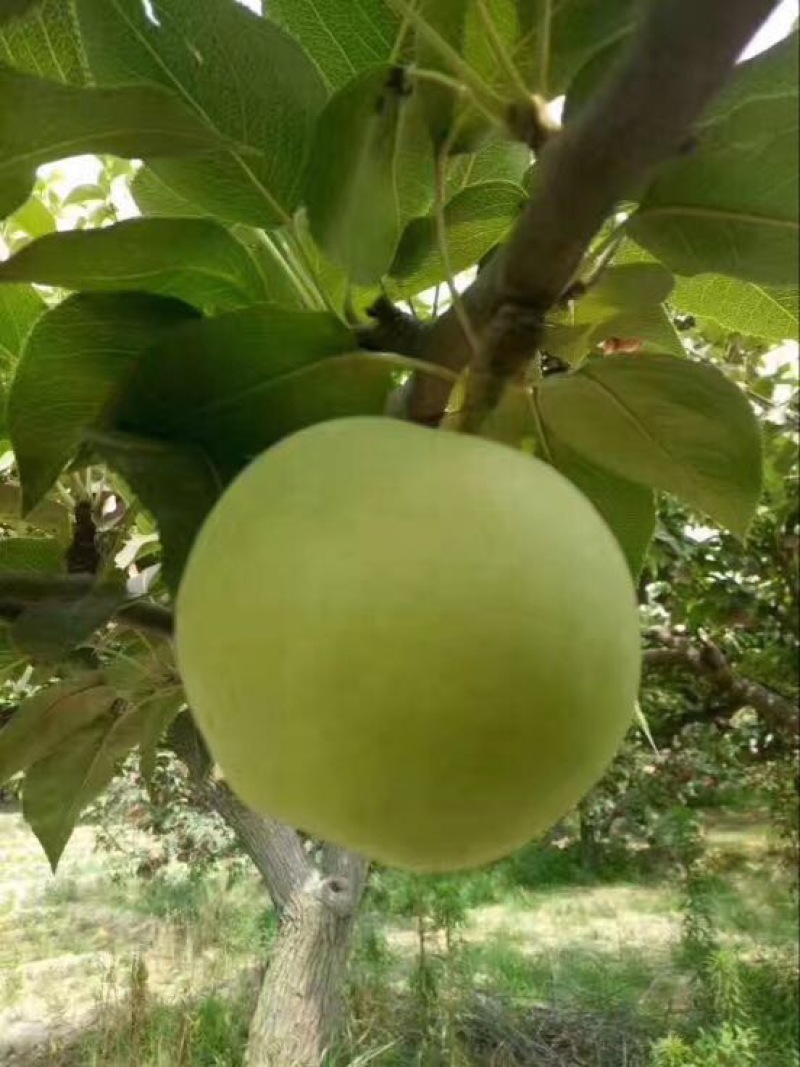 绿宝石梨