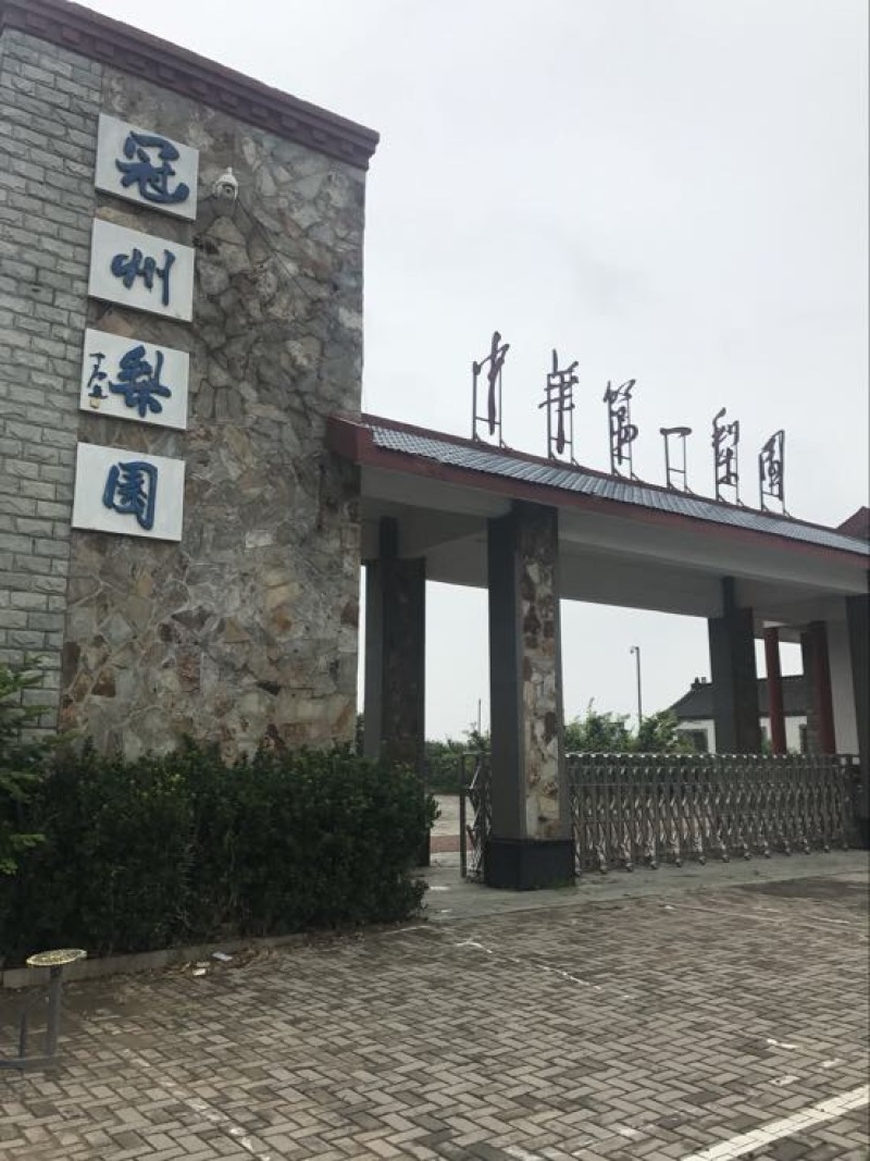 绿宝石梨