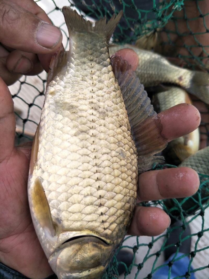 湘云鲫食用