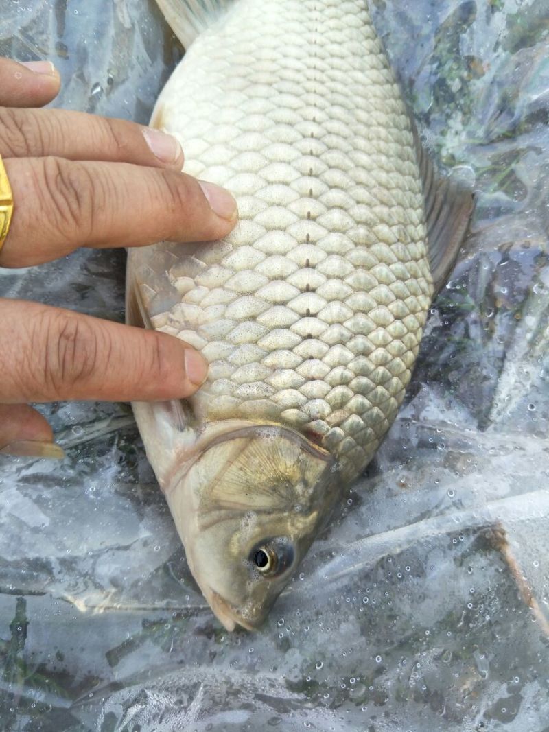 湘云鲫食用