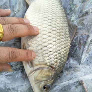 湘云鲫食用