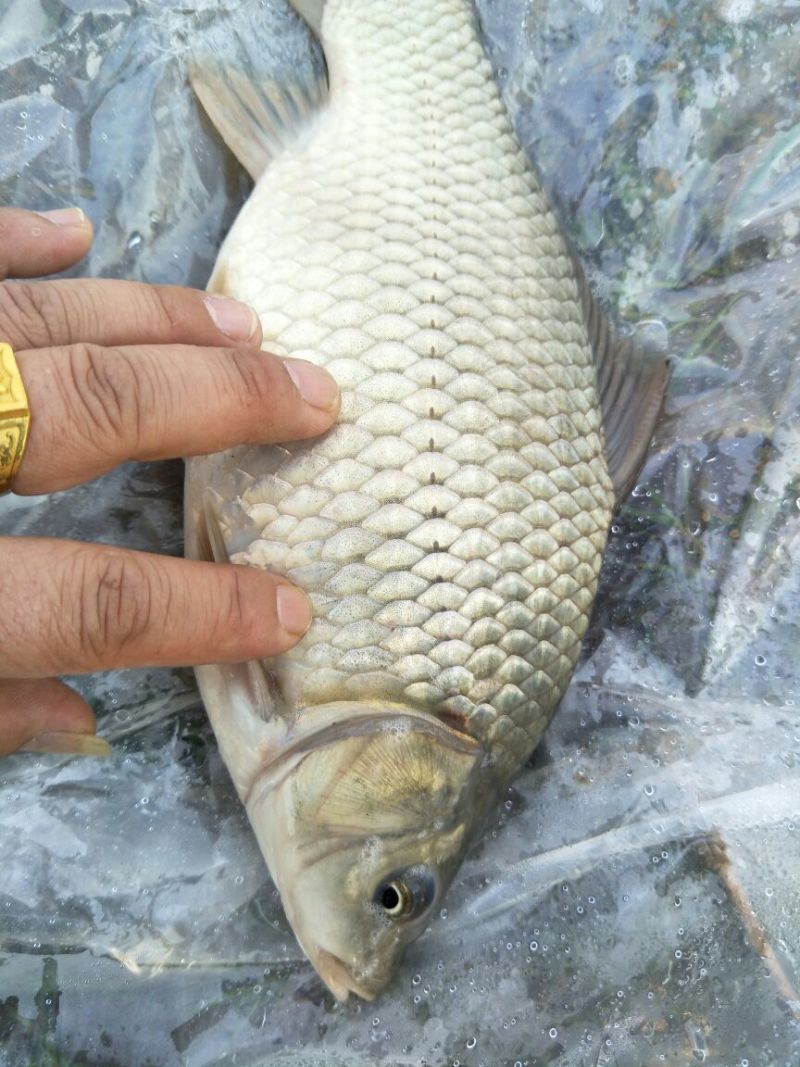 湘云鲫食用