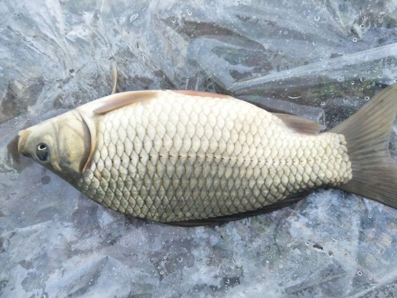 湘云鲫食用
