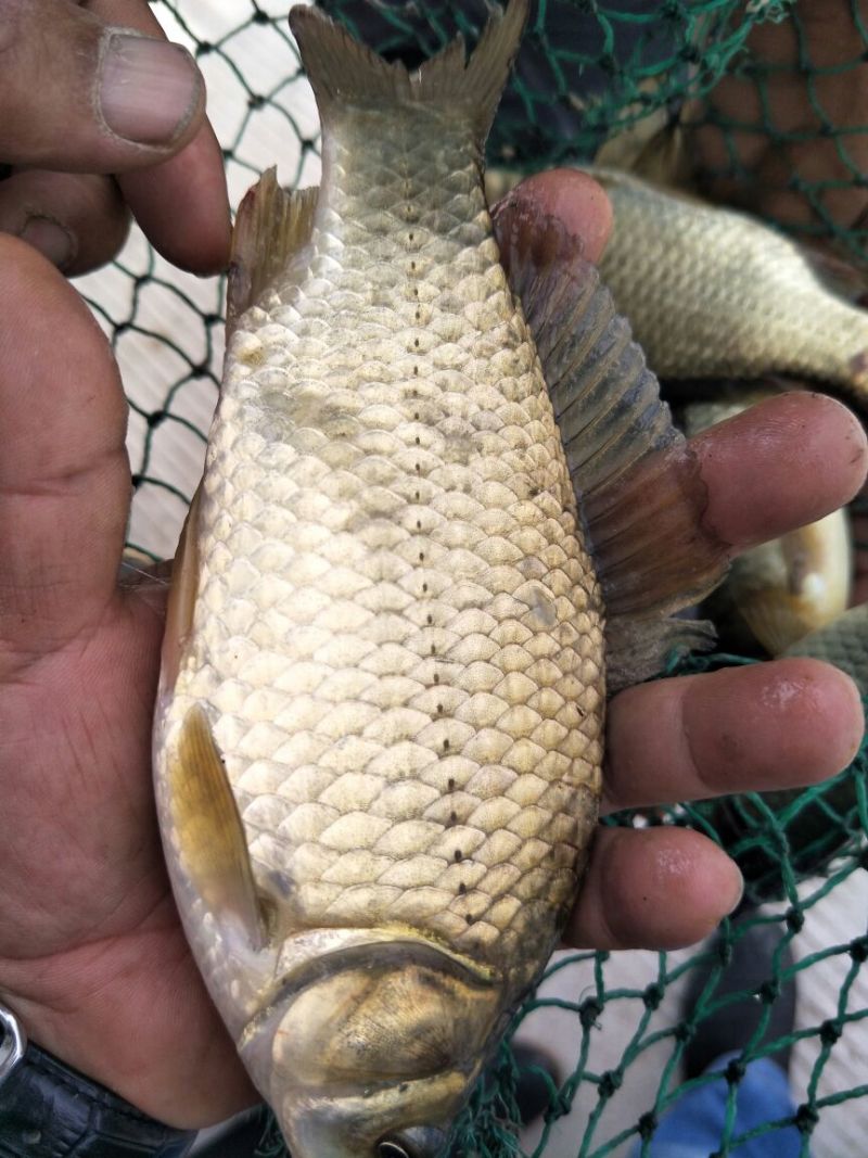 湘云鲫食用