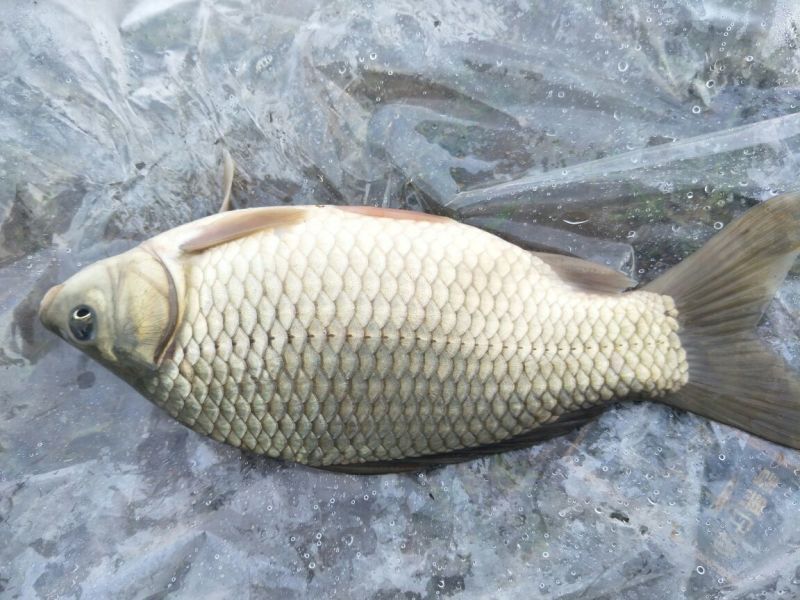 湘云鲫食用