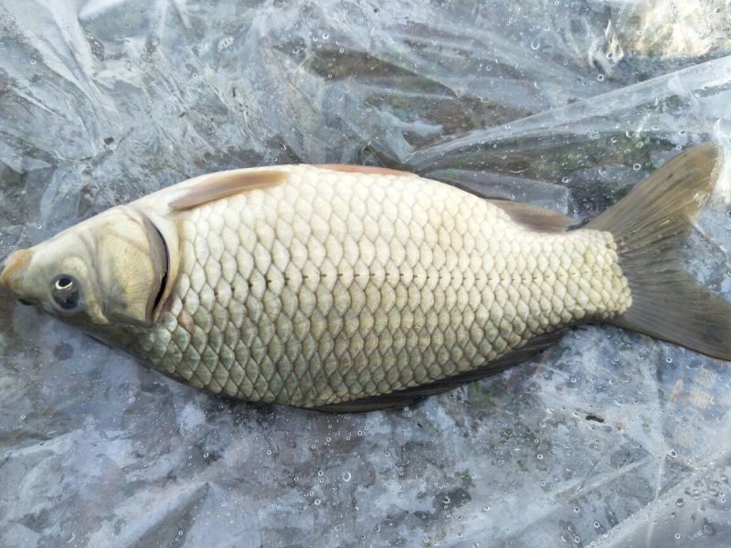 湘云鲫食用