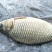 湘云鲫食用