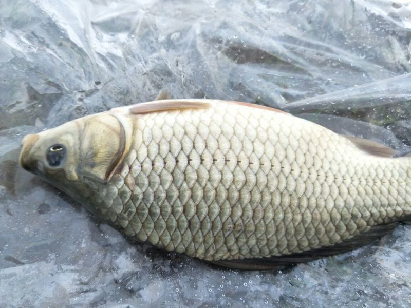 湘云鲫食用