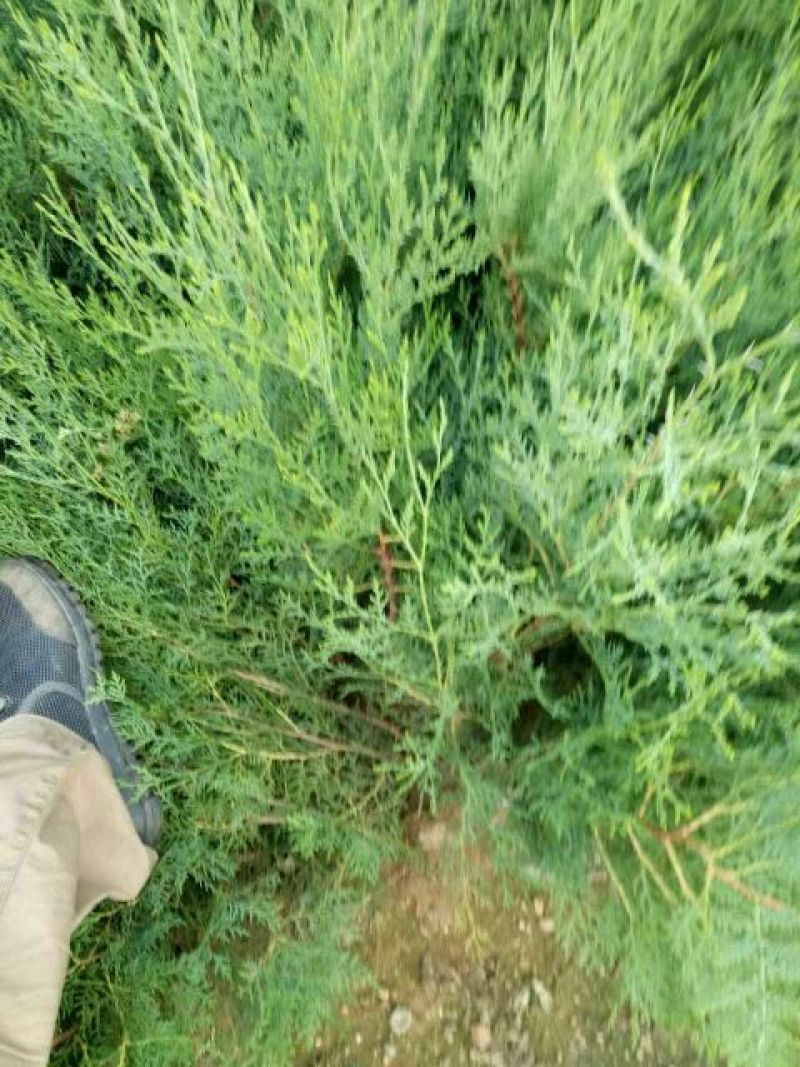 侧柏苗现起现发现场看货地头装车，保湿发货