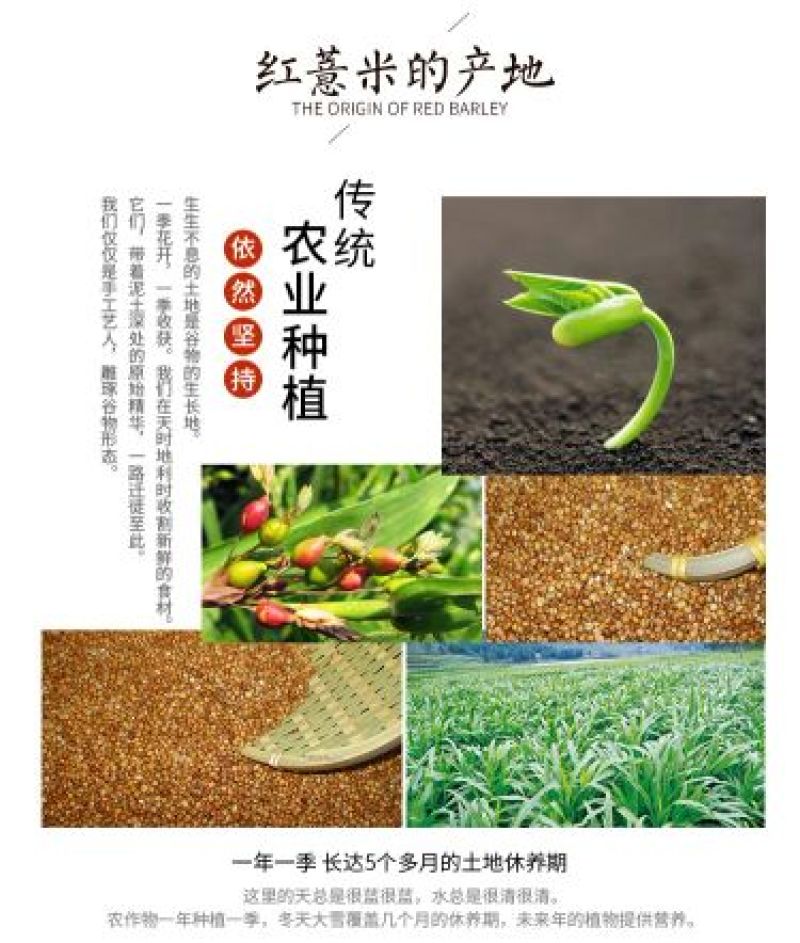 红薏米包装