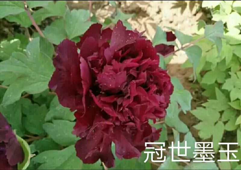 冠世墨玉0.5~1米