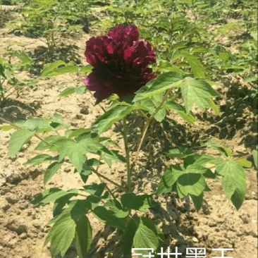 冠世墨玉0.5~1米
