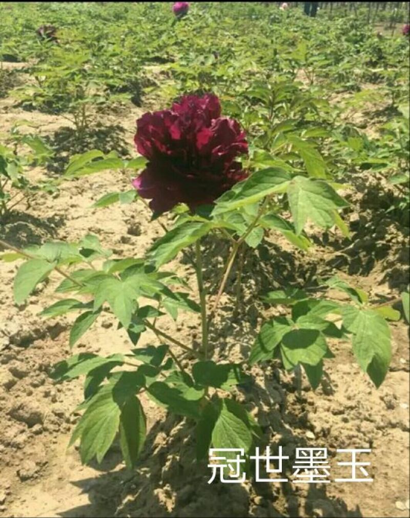 冠世墨玉0.5~1米