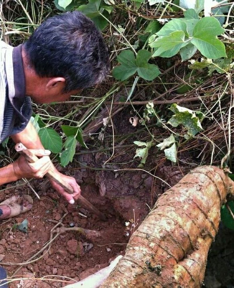葛根粉挖葛夫妻葛根粉野生纯正张家界特产天然农家柴葛粉早餐