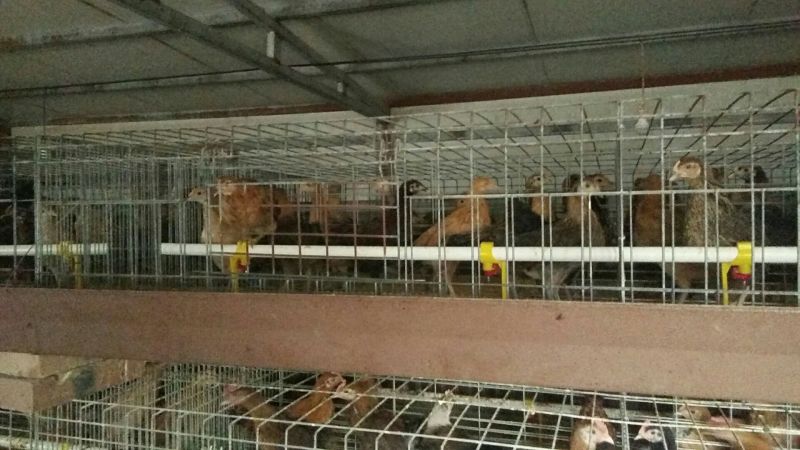 华北柴鸡6月以下