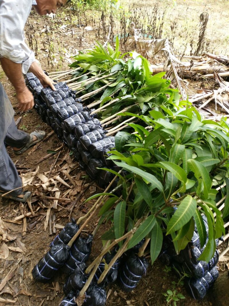 桂七芒可视频看货支持线上交易产地直销
