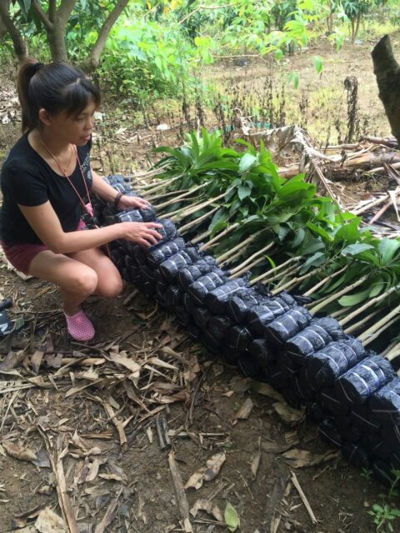 桂七芒可视频看货支持线上交易产地直销