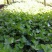 常春藤常青藤常青藤杯苗常青藤地苗20一100公分爬藤植物
