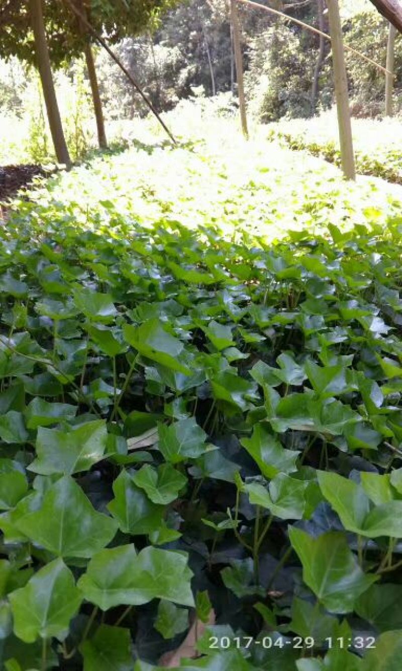常春藤常青藤常青藤杯苗常青藤地苗20一100公分爬藤植物