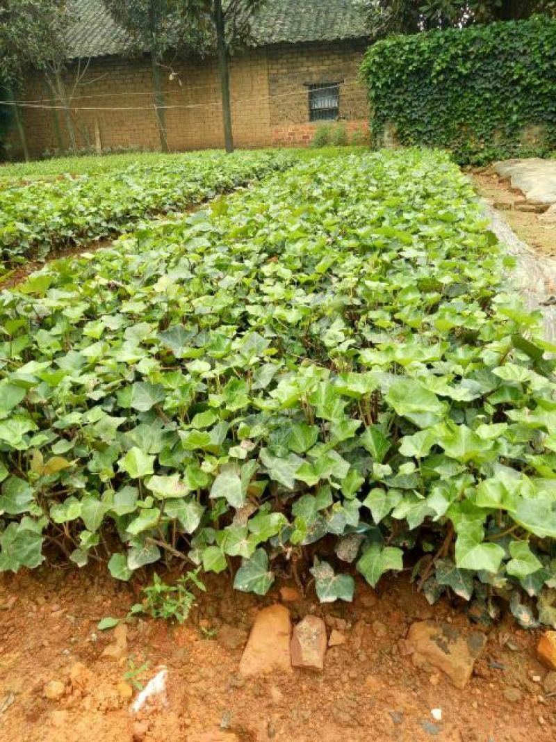 常春藤常青藤常青藤杯苗常青藤地苗20一100公分爬藤植物