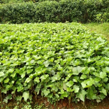 常春藤常青藤常青藤杯苗常青藤地苗20一100公分爬藤植物