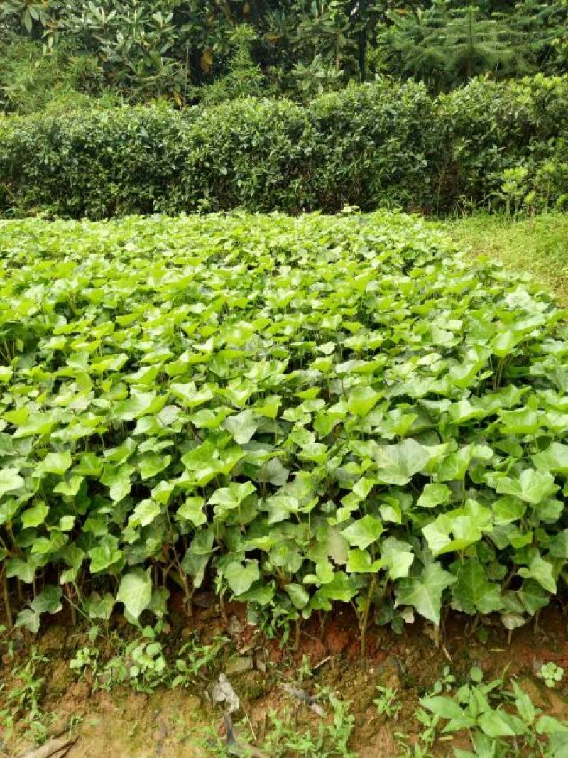 常春藤常青藤常青藤杯苗常青藤地苗20一100公分爬藤植物