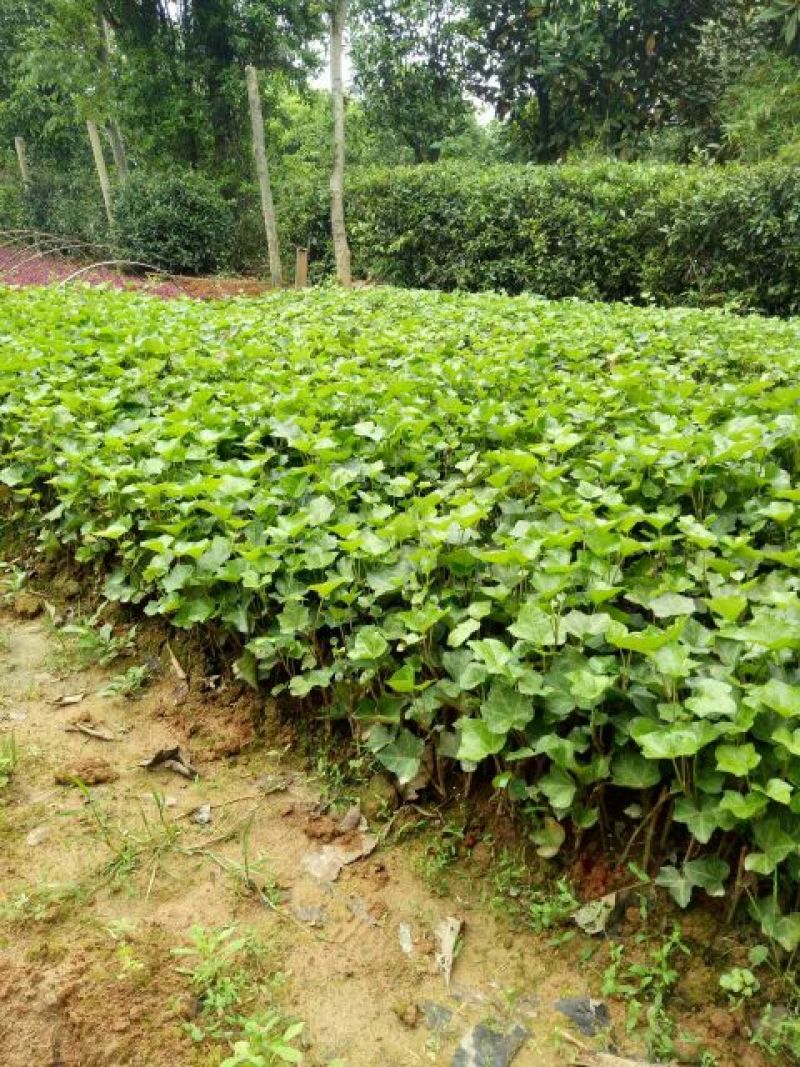 常春藤常青藤常青藤杯苗常青藤地苗20一100公分爬藤植物