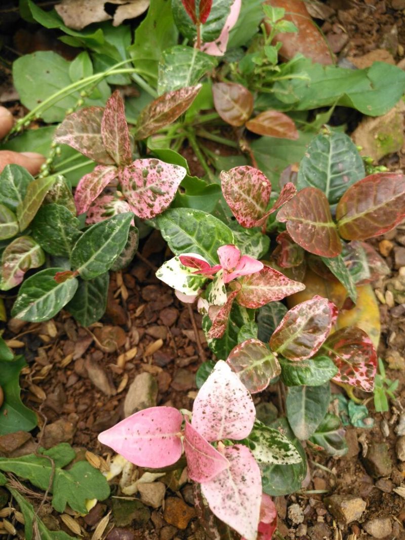 花叶络石地苗杯苗彩色植物20一50公分基地直销