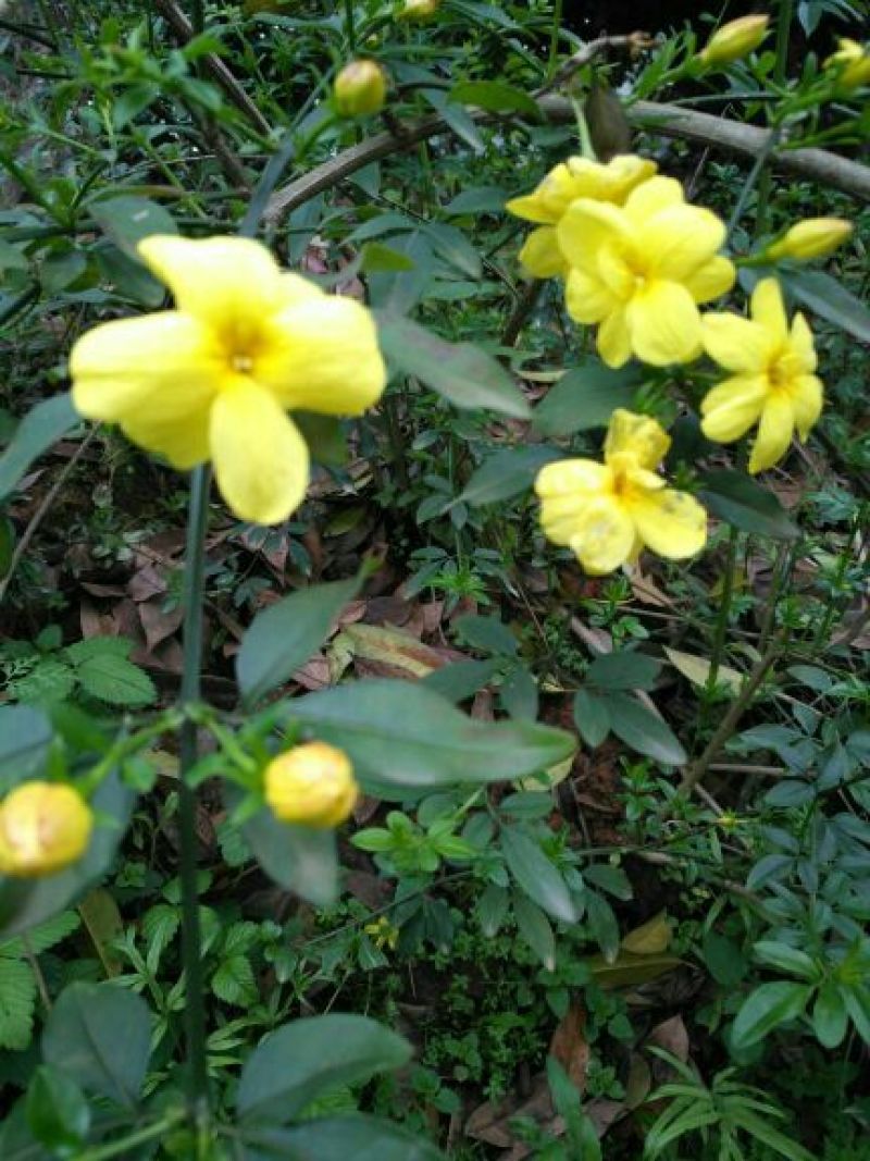 迎春花报春花云南黄素馨20一150cm苗青护坡苗