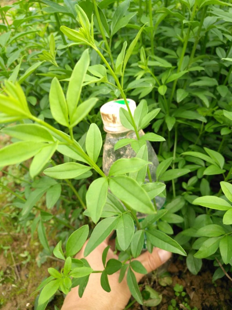 迎春花报春花云南黄素馨20一150cm苗青护坡苗