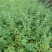迎春花报春花云南黄素馨20一150cm苗青护坡苗