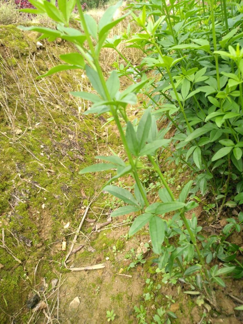 迎春花报春花云南黄素馨20一150cm苗青护坡苗