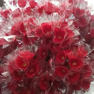 扶郎花