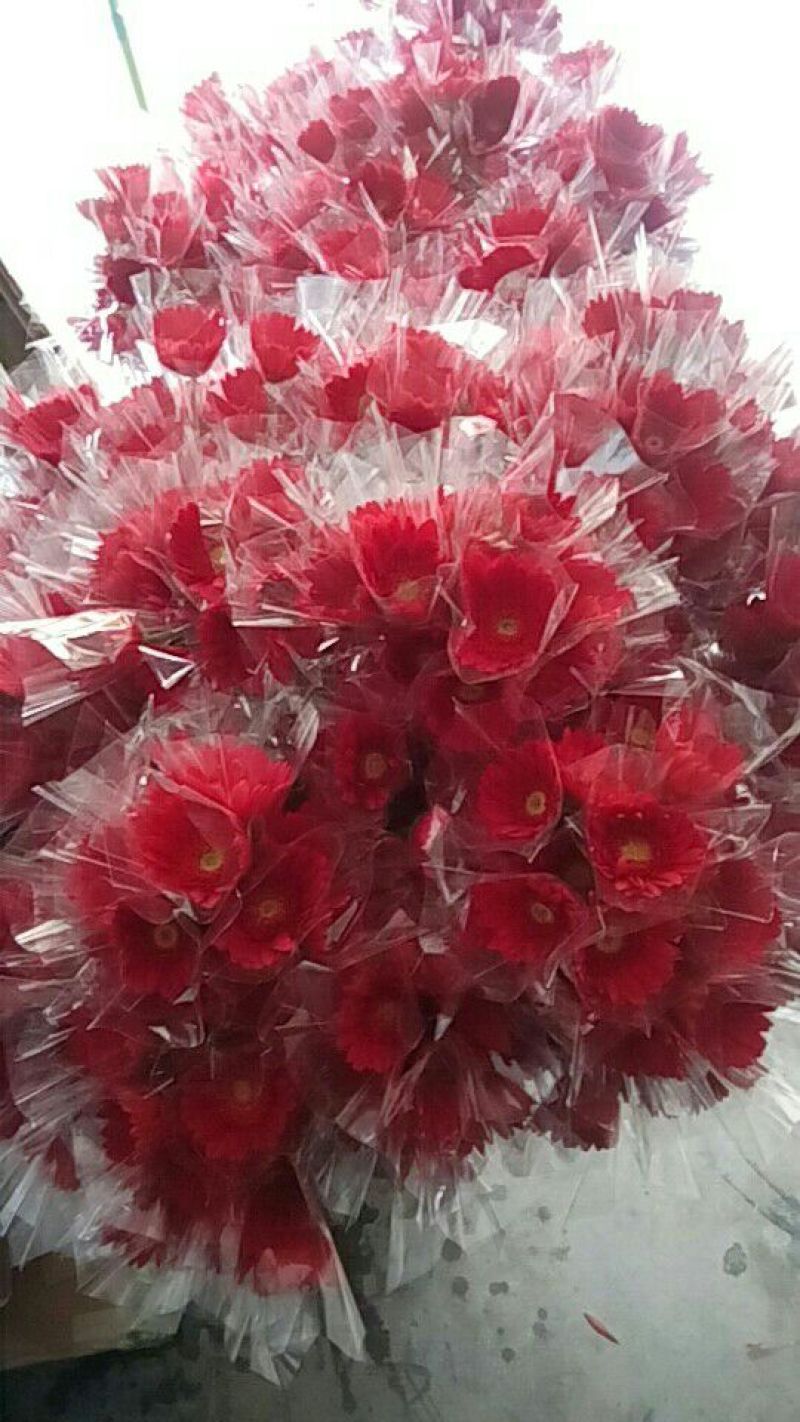 扶郎花