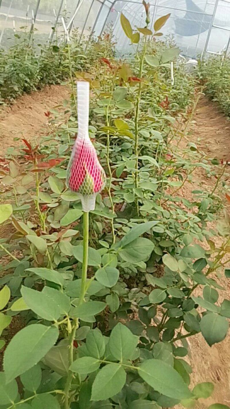 扶郎花