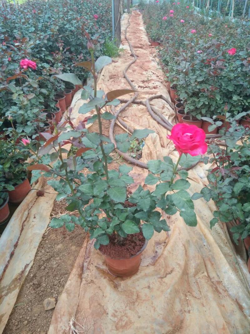 盆栽葡萄玫瑰月季盆景