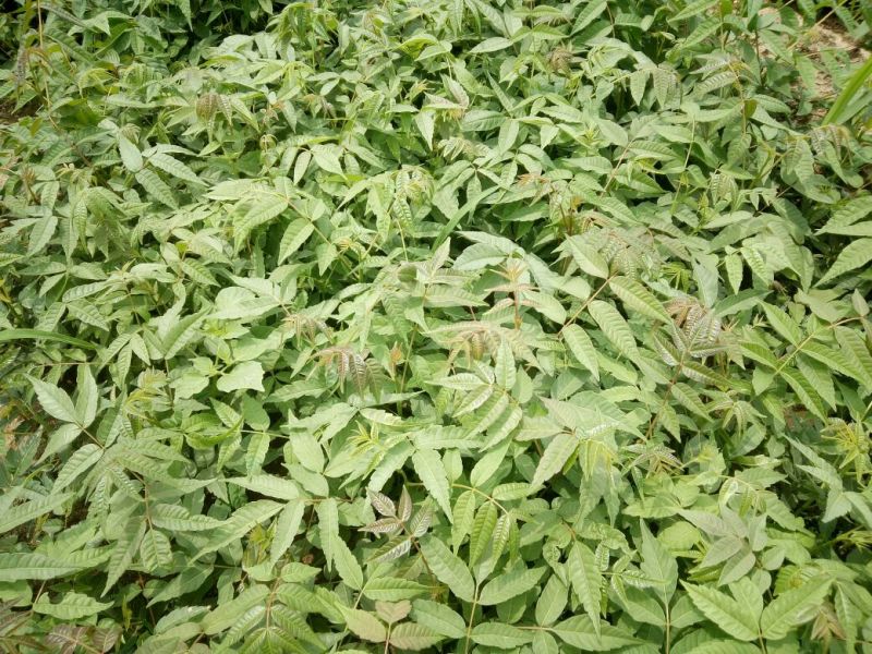 红油香椿苗大棚香椿苗批发40~50cm