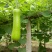 瓠瓜20~30cm5cm以下