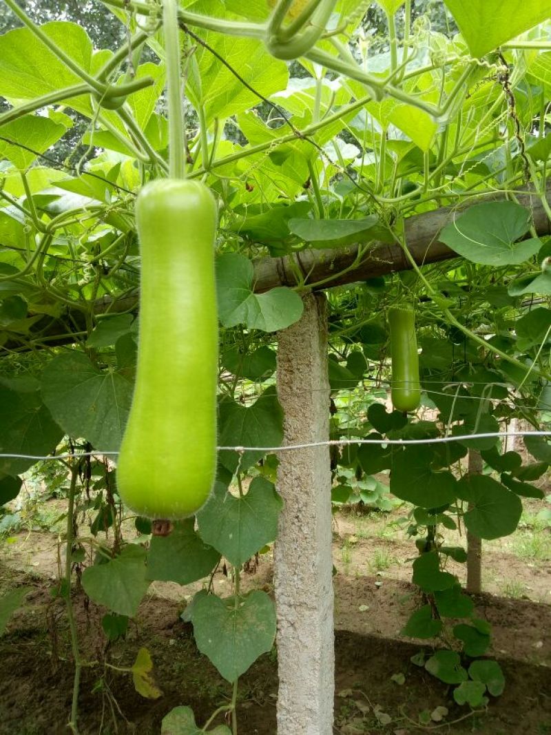 瓠瓜20~30cm5cm以下