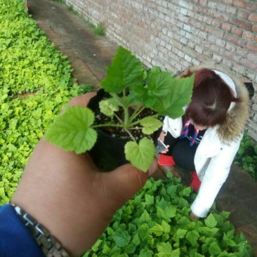 树莓无菌脱毒组培苗