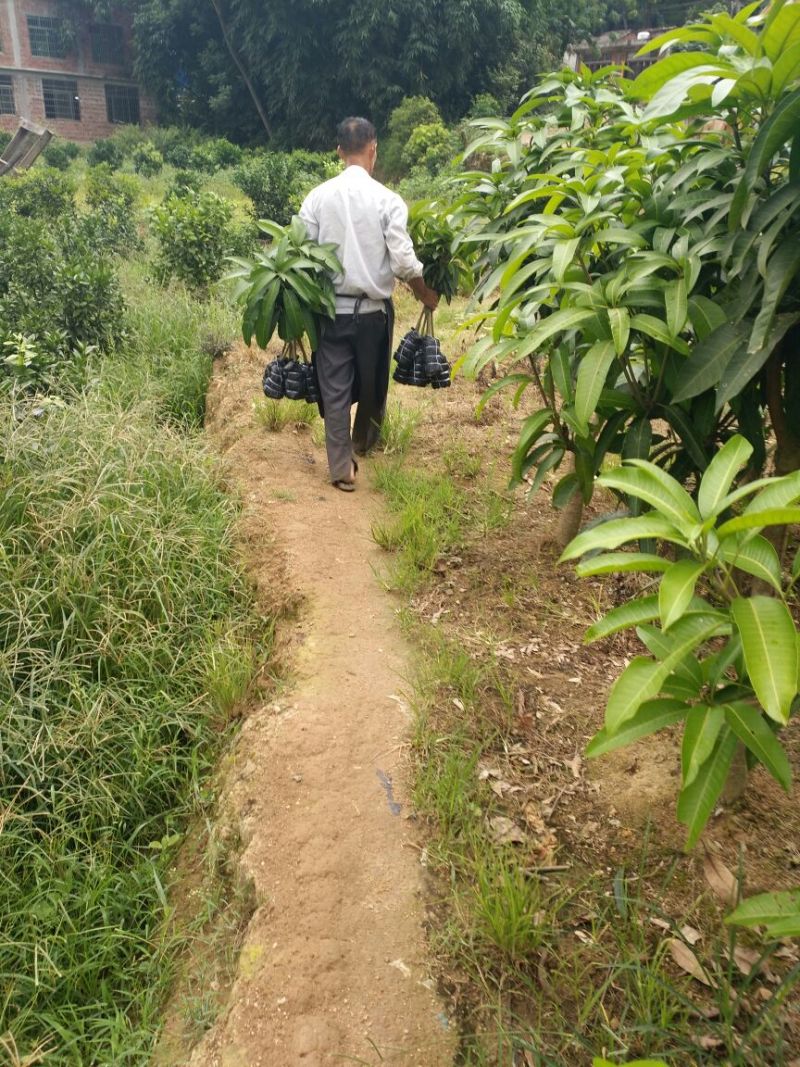 桂七芒可视频看货支持线上交易产地直销