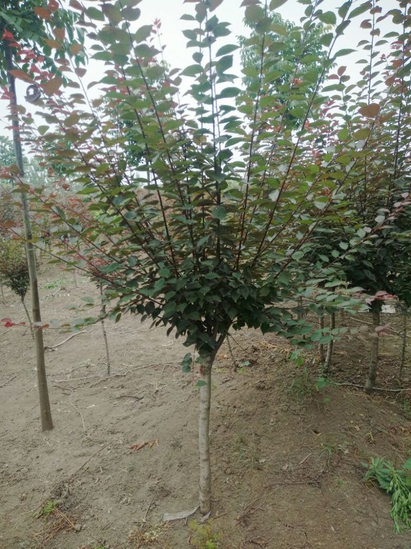 美人梅8~10cm8~10cm2.5~3米