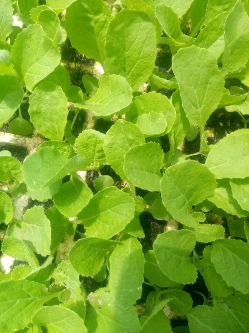 白菜苗，抗根肿，公司基地直供，运输无忧，全年供应！